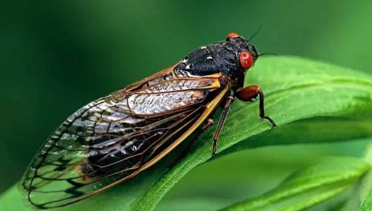 Ağustosböceği (Sayı Sayan Böcek)