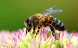 Arılar Hakkında Genel Bilgi