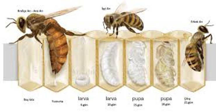 Arılar Neden Doğar Doğmaz İşçi ve Kraliçe Olarak Ayrılır?