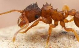 Çiftleşmeden çoğalan karınca türü