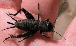 Cırcır Böceği (Gryllidae)