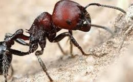 Çöl Karıncaları