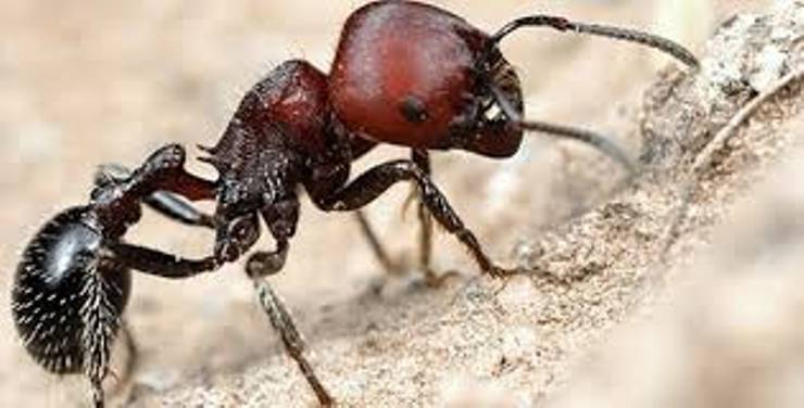 Çöl Karıncaları