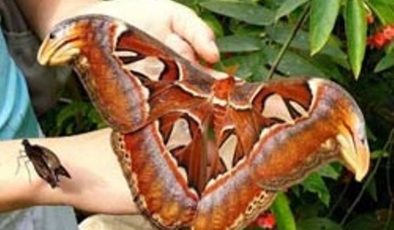Dünyanın en büyük kelebeği: Atlas Kelebeği