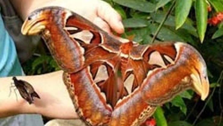 Dünyanın en büyük kelebeği: Atlas Kelebeği