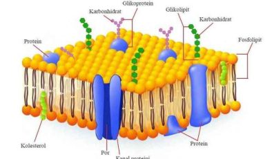 Glikoprotein Nedir ?