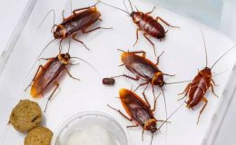Hamam Böceği Türleri, Zararları ve Kesin Çözümü