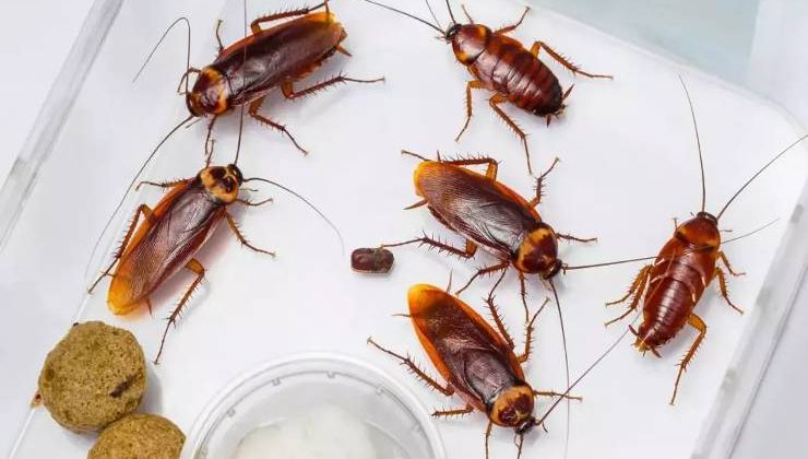 Hamam Böceği Türleri, Zararları ve Kesin Çözümü