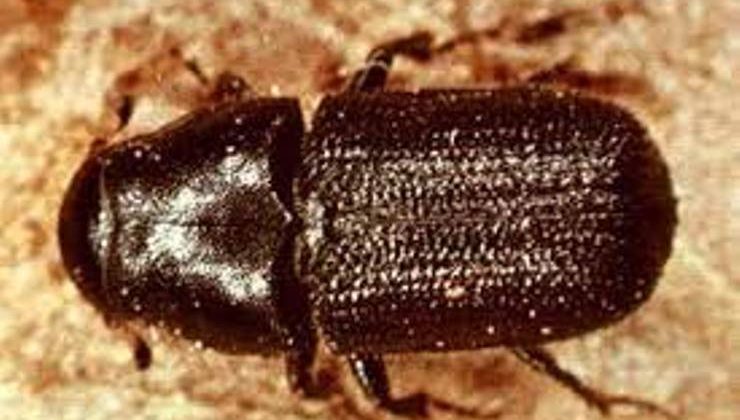 Kabuk Böceği (Scolytinae)