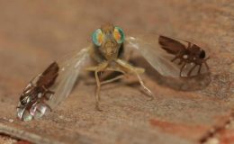 Kanatlarında ‘Karınca Deseni’ Olan Sinek : Goniurellia tridens