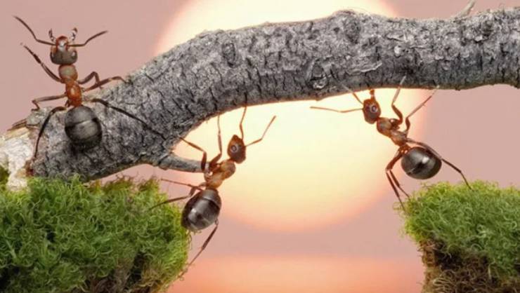 Karıncalar için Şaşırtıcı Gerçekler Nelerdir?