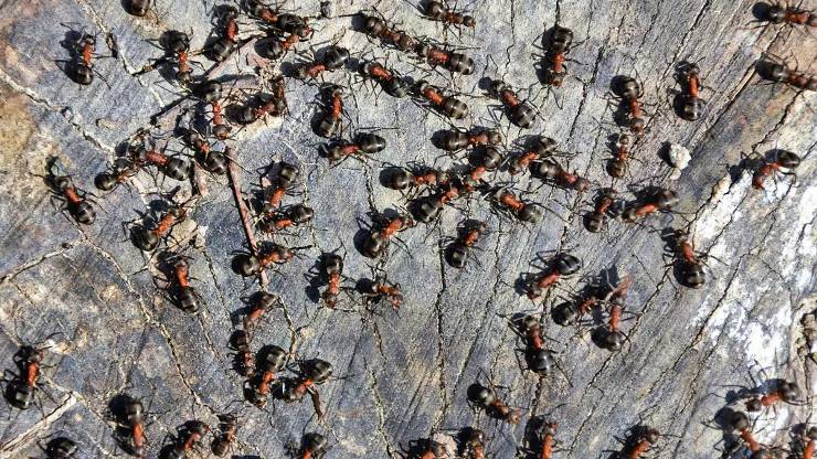 Karıncaların Ölümcül Yönü