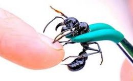 Mermi Karıncası: Dünyanın En Ağrılı Isırığı