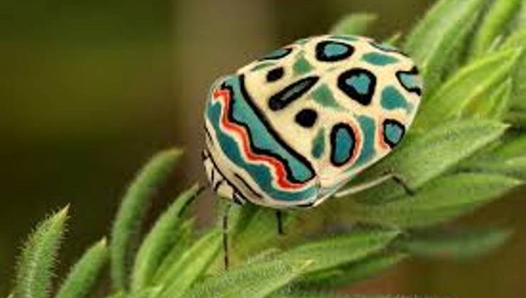 Picasso Böceği