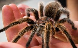 Tarantula Örümceği