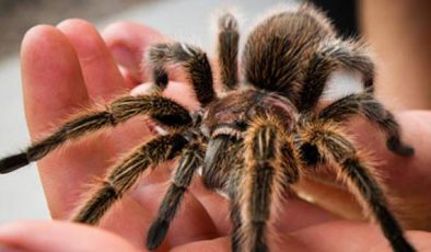 Tarantula Örümceği