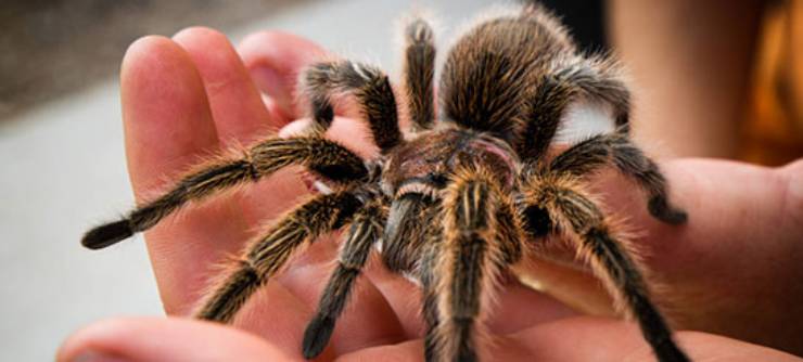 Tarantula Örümceği