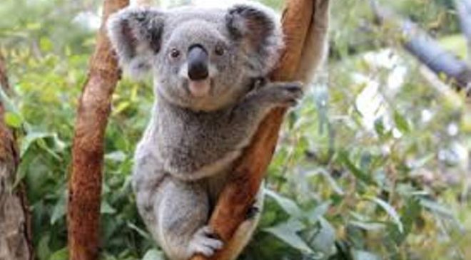 Çok yönlü uzmanlar Koalalar