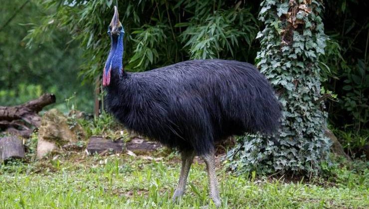 Dünyanın En Tehlikeli Kuşu (Cassowary)