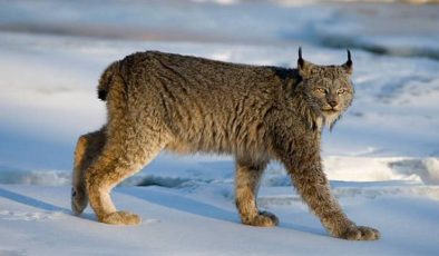 Kanada vaşağı (Lynx canadensis)