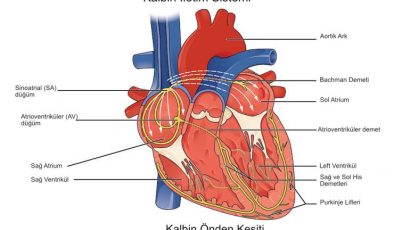 Sağlıklı Bir Kalbin Yapısı ve İşlevi