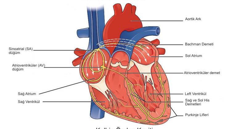 Sağlıklı Bir Kalbin Yapısı ve İşlevi