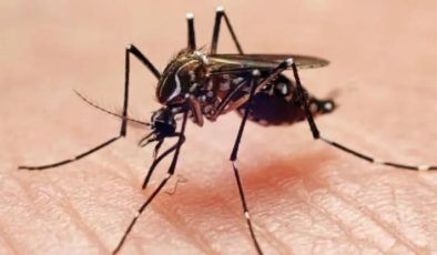Sivrisinek Hakkında Detaylı Bilgi