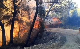 Adana Kozan’da Orman Yangını: 10 Ev Tahliye Edildi