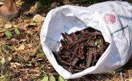 Kozan’da Keçiboynuzu Hasadı Başladı