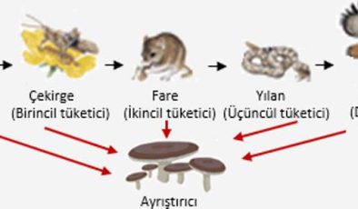 Canlılar Arasındaki Beslenme ilişkileri