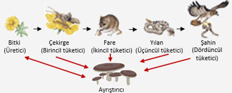 Canlılar Arasındaki Beslenme ilişkileri