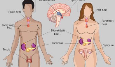 Endokrin Sistem