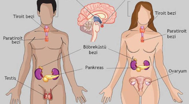 Endokrin Sistem