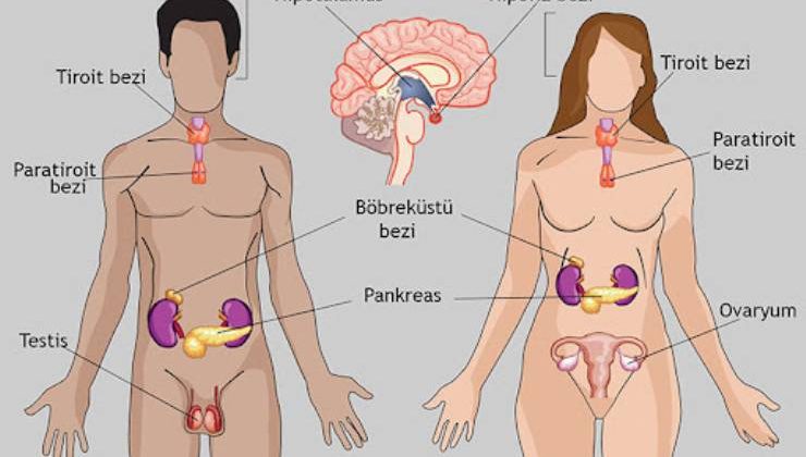 Endokrin Sistem