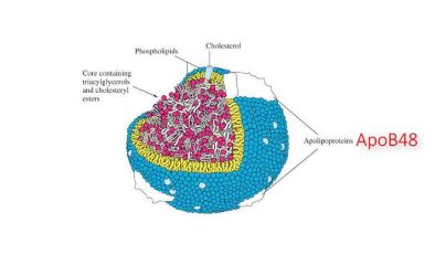 Lipoproteinler