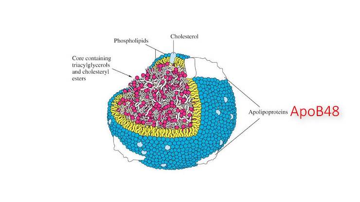 Lipoproteinler