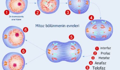 Mitoz Bölünmede Kromozom Sayısı Değişir mi?