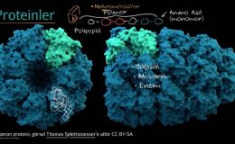 Protein Yapısındaki Amino Asitler