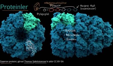 Protein Yapısındaki Amino Asitler