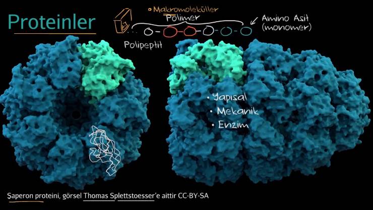 Protein Yapısındaki Amino Asitler
