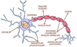 Sinir Sisteminin Yapısı