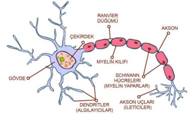 Sinir Sisteminin Yapısı