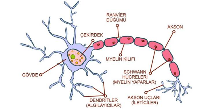 Sinir Sisteminin Yapısı