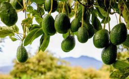 Avokado Yetiştiriciliğinde Bakım İşleri