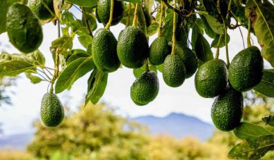 Avokado Yetiştiriciliğinde Bakım İşleri