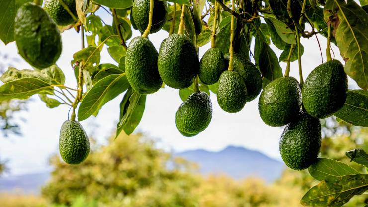 Avokado Yetiştiriciliğinde Bakım İşleri