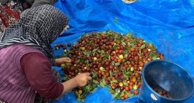 Organik bitkisel üretim hasat