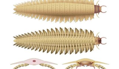 Tarih Öncesi Dev Kırkayak ‘Arthropleura’nın Kafası Bilimsel Gizemi Aydınlatıyor