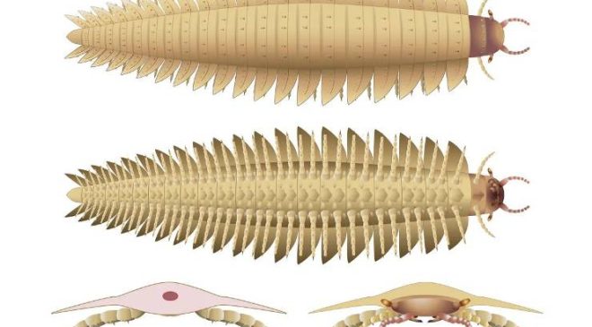 Tarih Öncesi Dev Kırkayak ‘Arthropleura’nın Kafası Bilimsel Gizemi Aydınlatıyor