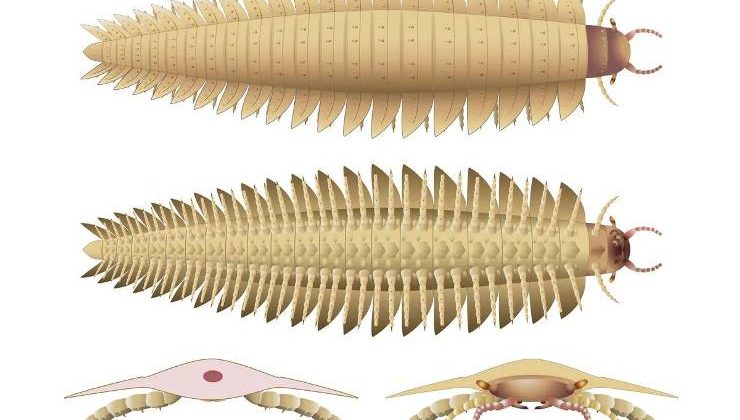 Tarih Öncesi Dev Kırkayak ‘Arthropleura’nın Kafası Bilimsel Gizemi Aydınlatıyor